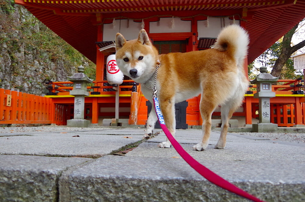 中国篮球教练员战术执行力提升途径及培训研究，篮球教练员执教能力包括哪几个方面